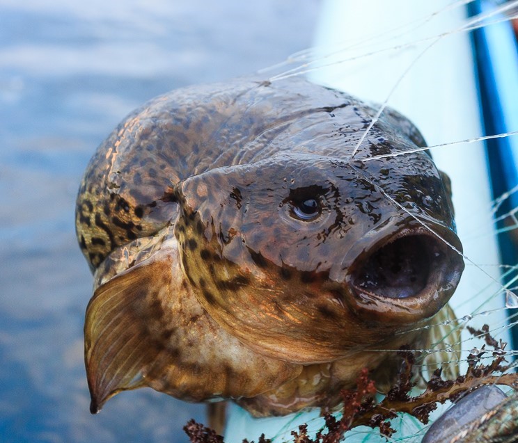 北海道の美味しい魚たち🐟