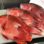 食べてみたい幻の魚！2025年版