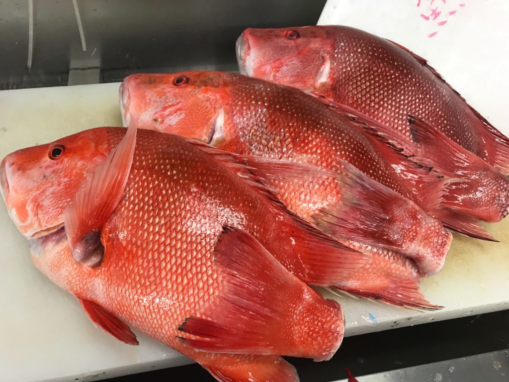 食べてみたい幻の魚！2025年版