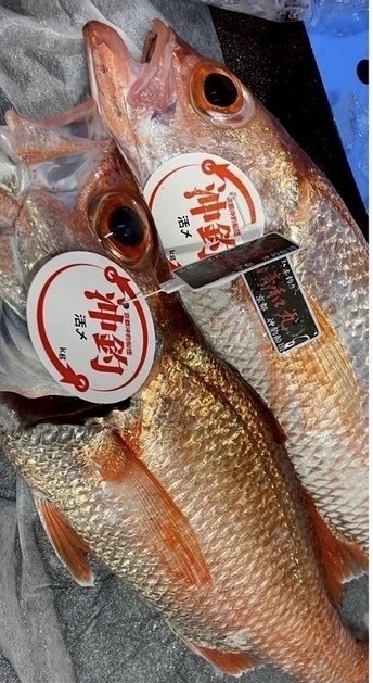 白身のトロ アカムツの知られざる魅力!高級魚ノドグロの秘密とは