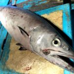 魚に含まれる『ワックスエステル』って⁉