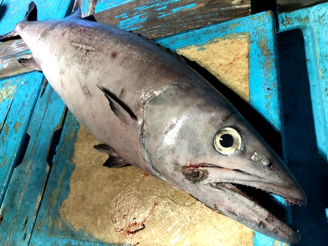 魚に含まれる『ワックスエステル』って⁉