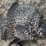 知らなきゃ危険！シガテラ毒の恐怖と安全な魚の選び方