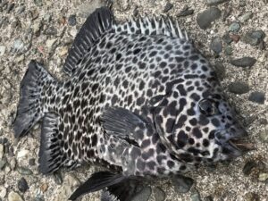 知らなきゃ危険！シガテラ毒の恐怖と安全な魚の選び方