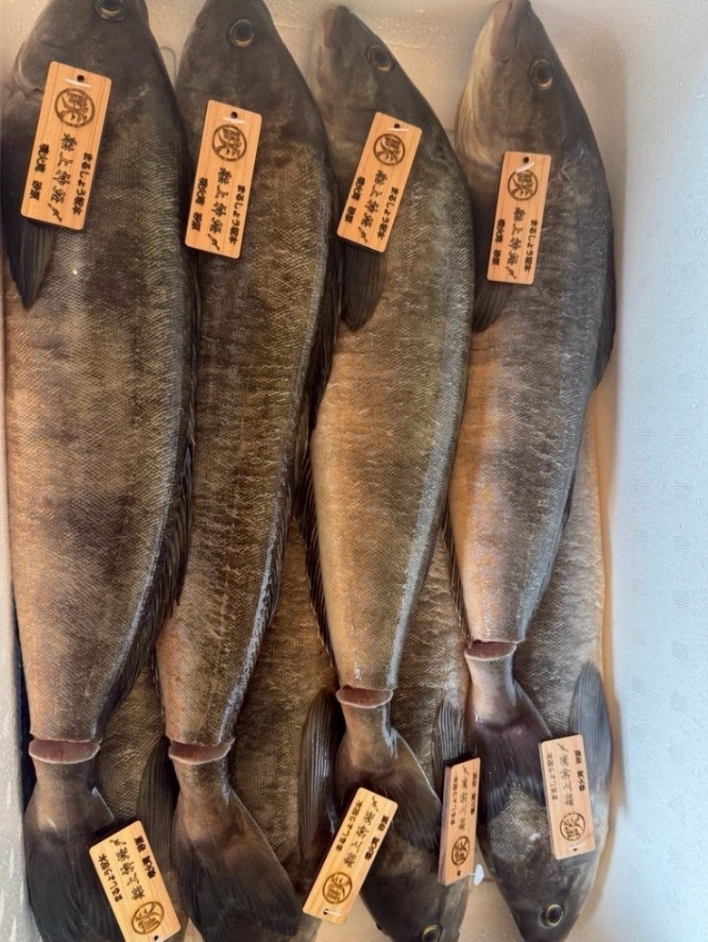 真ほっけvs縞ほっけ」どっちが美味しい？味わいの違いを徹底比較！