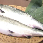 春告魚とは？4月の旬魚たちが教える春の訪れ