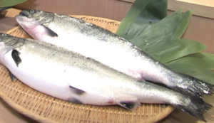 春告魚とは？4月の旬魚たちが教える春の訪れ