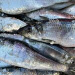 【魚の雑学】ただのゴミじゃない！魚の「うろこ」に隠された驚きの秘密とプロ直伝の簡単な取り方
