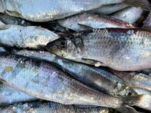 【魚の雑学】ただのゴミじゃない！魚の「うろこ」に隠された驚きの秘密とプロ直伝の簡単な取り方
