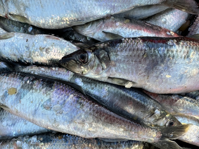 【魚の雑学】ただのゴミじゃない!魚の「うろこ」に隠された驚きの秘密とプロ直伝の簡単な取り方