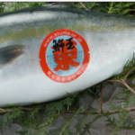 【飲食店必見】鹿児島県東町漁港の「鰤王」が選ばれる3つの理由｜脂のり・鮮度・価格を徹底解説