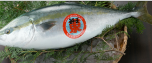 【飲食店必見】鹿児島県東町漁港の「鰤王」が選ばれる3つの理由｜脂のり・鮮度・価格を徹底解説